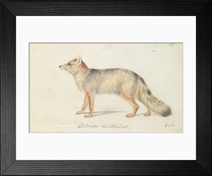 Framed Print : Magellanic Aguara Fox Cerdocyon Magellanicus