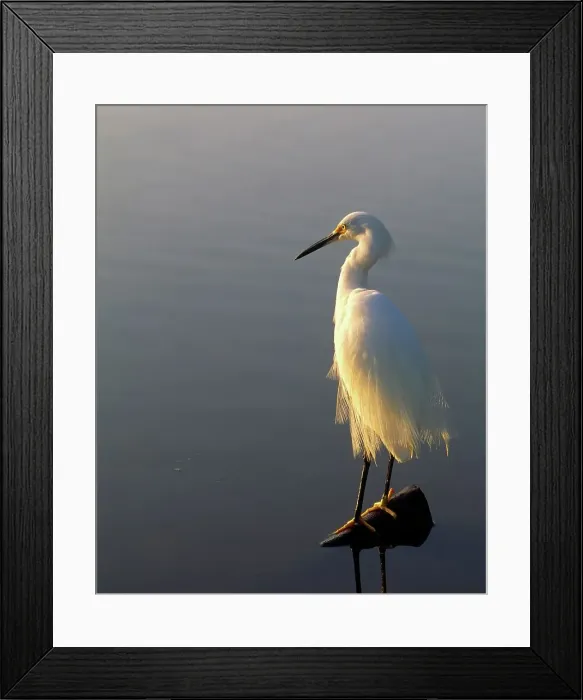 Framed Print : Snowy Egret Basks in the Light of an Everglades Morning Framed Print : Snowy Egret Basks in the Light of an Everglades Morning