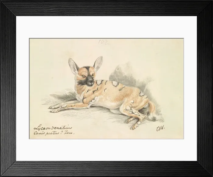 Framed Print : African Wild Dog Charles Hamilton Smith 1776-1859 Framed Print : African Wild Dog Charles Hamilton Smith 1776-1859