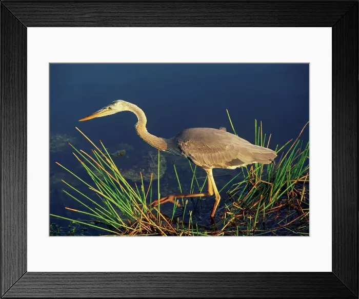Framed Print : Great Blue Heron Scans an Everglades Pond For Prey Framed Print : Great Blue Heron Scans an Everglades Pond For Prey