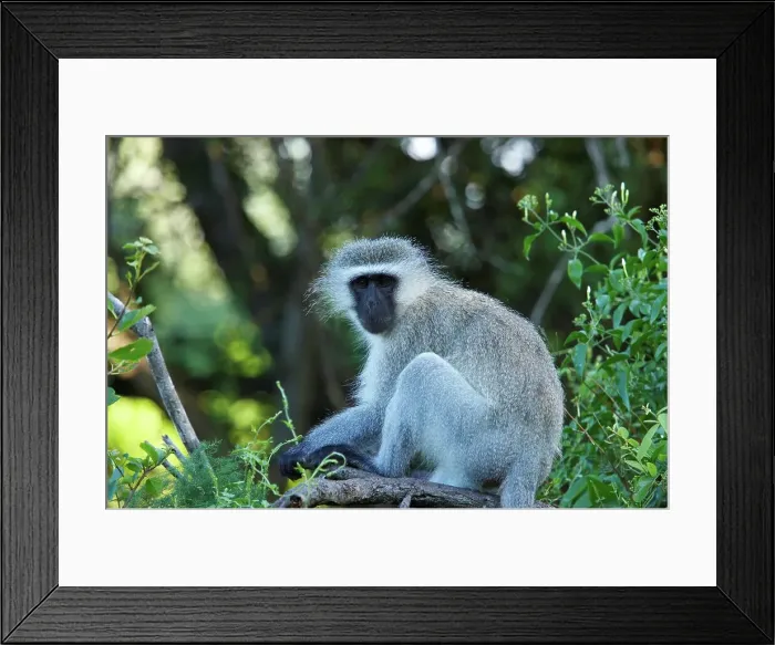 Framed Print : Ververt Monkey (Cercopithecus aethiops) Framed Print : Ververt Monkey (Cercopithecus aethiops)