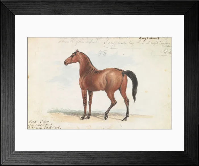 Framed Print : Colt Third Issue Brood Mare Second Black Arab Framed Print : Colt Third Issue Brood Mare Second Black Arab