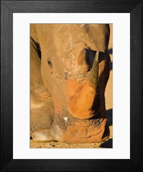 Framed Print : White Rhinoceros or Square-lipped Rhinoceros (Ceratotherium simum) Framed Print : White Rhinoceros or Square-lipped Rhinoceros (Ceratotherium simum)