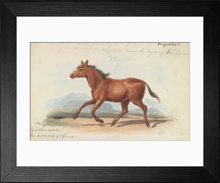 Framed Print : Koomrah Horse Charles Hamilton Smith 1776-1859
