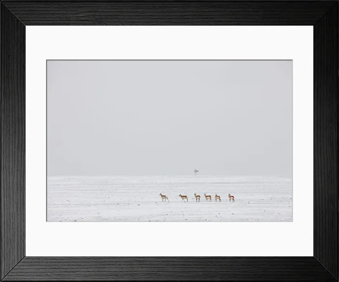 Framed Print : USA, Colorado, Eastern Plains of Colorado Framed Print : USA, Colorado, Eastern Plains of Colorado