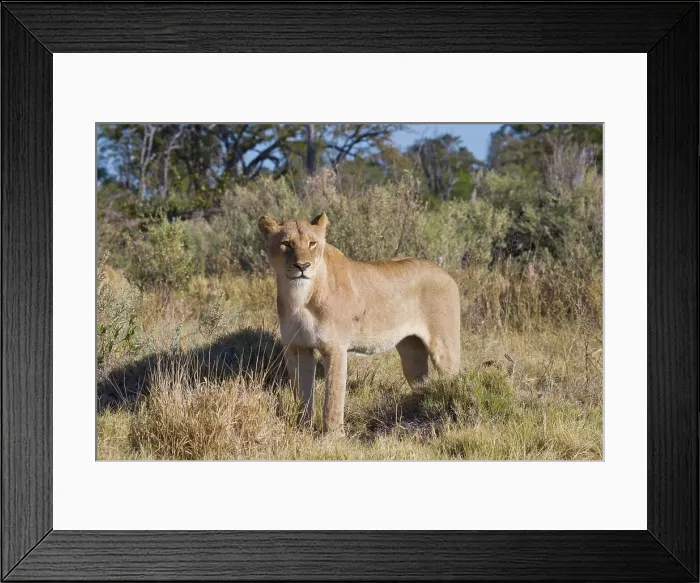 Framed Print : Lion (Panthera leo). Moremi National Park Framed Print : Lion (Panthera leo). Moremi National Park