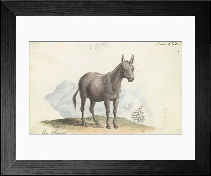 Framed Print : Hinny Charles Hamilton Smith 1776-1859 Belgian Framed Print : Hinny Charles Hamilton Smith 1776-1859 Belgian