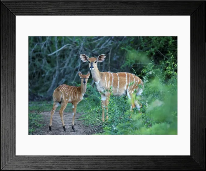 Framed Print : Nyala (Tragelaphus angazii) female Framed Print : Nyala (Tragelaphus angazii) female