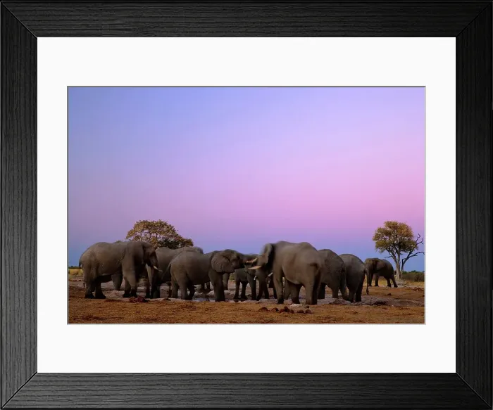 Framed Print : Elephant (Loxodonta africana) at Pump Pan Framed Print : Elephant (Loxodonta africana) at Pump Pan