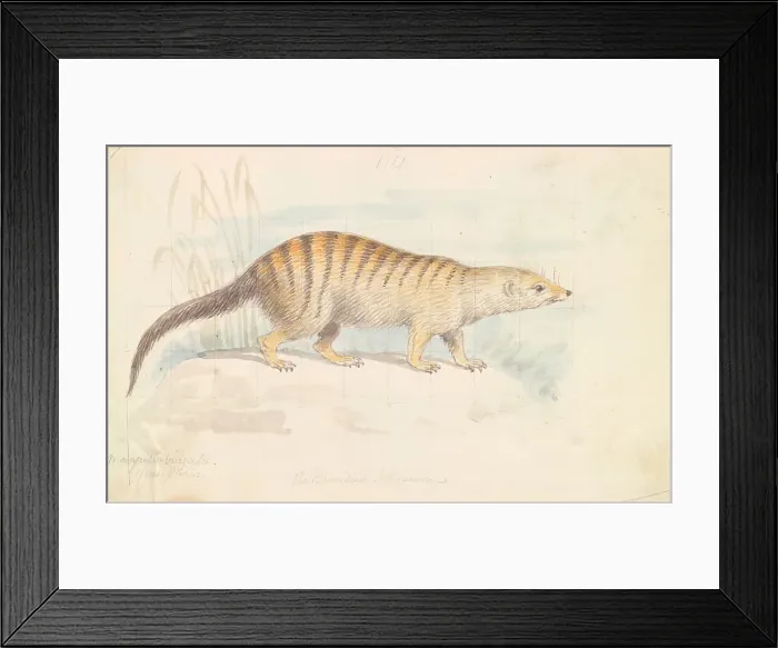 Framed Print : Banded Mongoose Charles Hamilton Smith 1776-1859 Framed Print : Banded Mongoose Charles Hamilton Smith 1776-1859