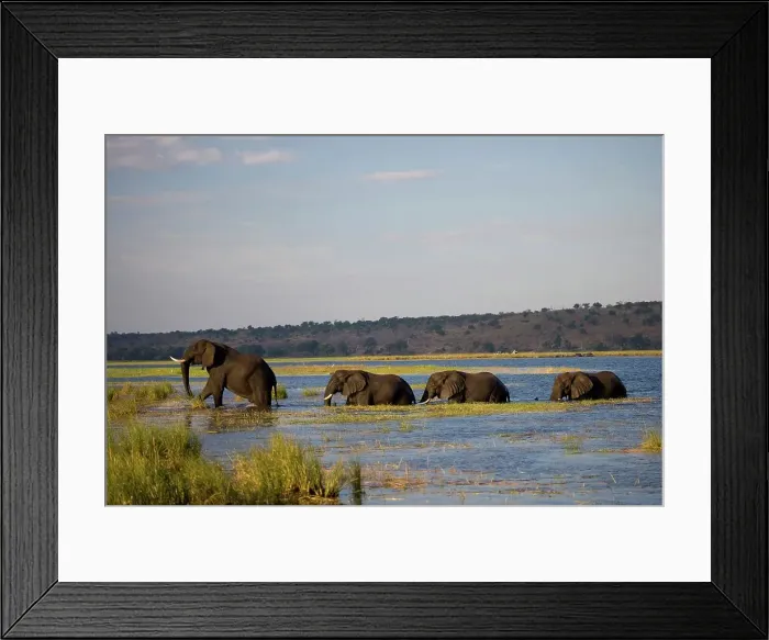 Framed Print : Elephant (Loxodonta Africana) Chobe National Park Framed Print : Elephant (Loxodonta Africana) Chobe National Park