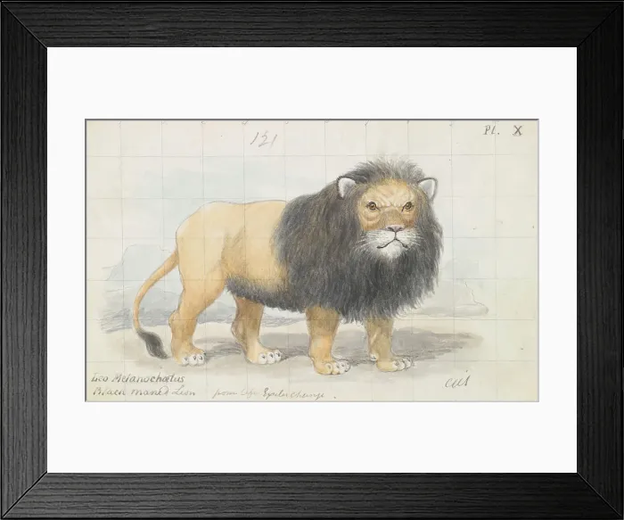Framed Print : Cape Lion Charles Hamilton Smith 1776-1859 Framed Print : Cape Lion Charles Hamilton Smith 1776-1859