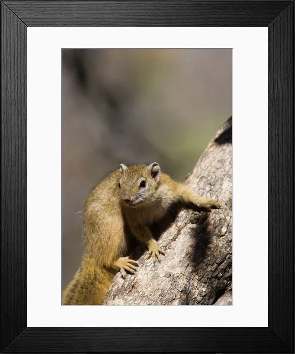 Framed Print : Tree Squirrel (Paraxerus cepapi)