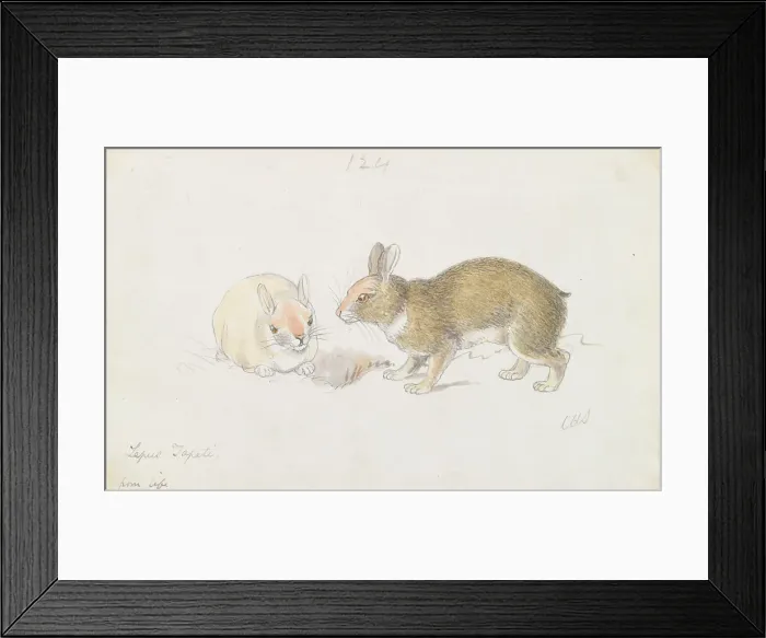 Framed Print : Rabbit Charles Hamilton Smith 1776-1859 Belgian Framed Print : Rabbit Charles Hamilton Smith 1776-1859 Belgian