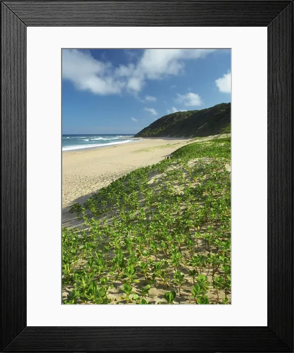 Framed Print : Coastal scene. Mabibi. Thongaland Framed Print : Coastal scene. Mabibi. Thongaland