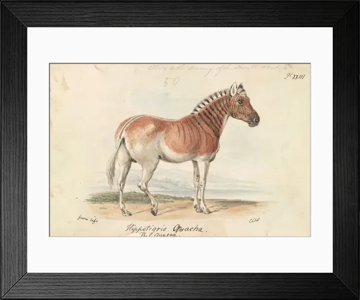 Framed Print : Hippotigris Quacha Charles Hamilton Smith 1776-1859 Framed Print : Hippotigris Quacha Charles Hamilton Smith 1776-1859
