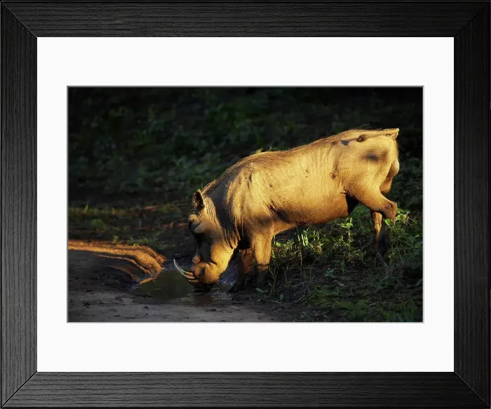 Framed Print : Warthog (Phacochoerus aethiopicus) drinking Framed Print : Warthog (Phacochoerus aethiopicus) drinking