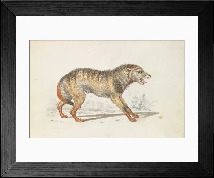 Framed Print : Wolf Southern States North America Charles Hamilton Smith