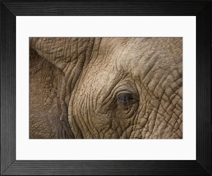 Framed Print : African Elephant Loxodonta Africana} Framed Print : African Elephant Loxodonta Africana}