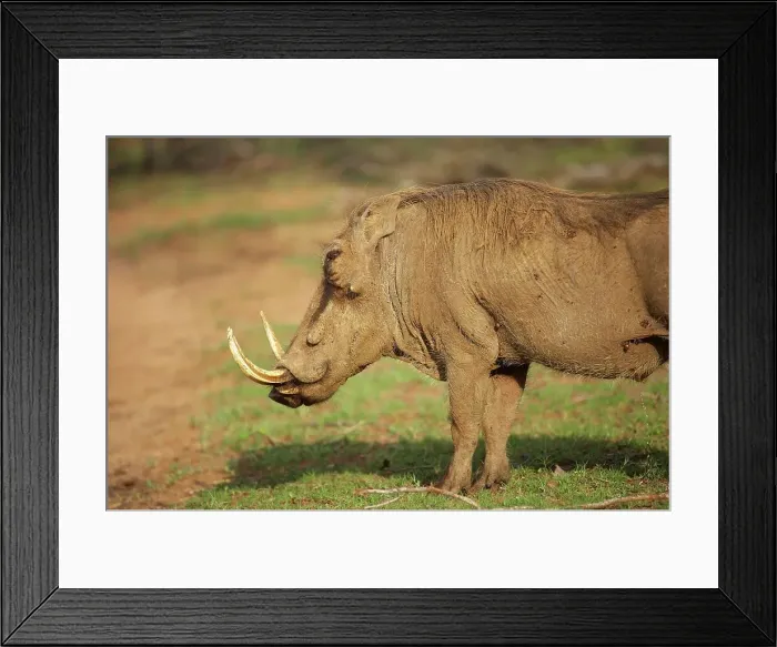 Framed Print : Warthog (Phacochoerus aethiopicus) Framed Print : Warthog (Phacochoerus aethiopicus)