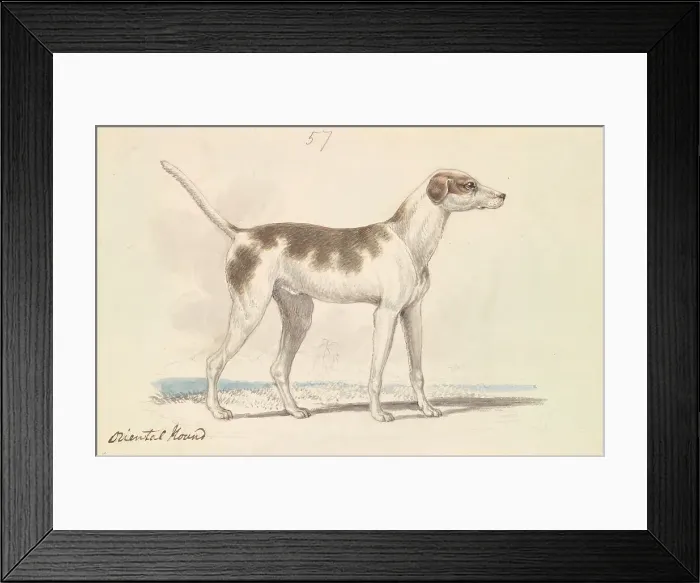 Framed Print : Oriental Hound Charles Hamilton Smith 1776-1859 Framed Print : Oriental Hound Charles Hamilton Smith 1776-1859