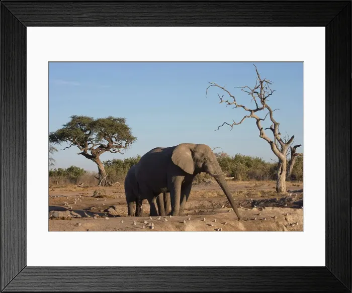 Framed Print : Elephant (Loxodonta africana) at Pump Pan Framed Print : Elephant (Loxodonta africana) at Pump Pan