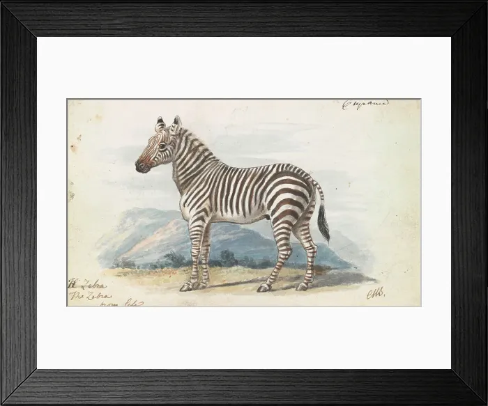 Framed Print : Zebra Charles Hamilton Smith 1776-1859 Belgian Framed Print : Zebra Charles Hamilton Smith 1776-1859 Belgian
