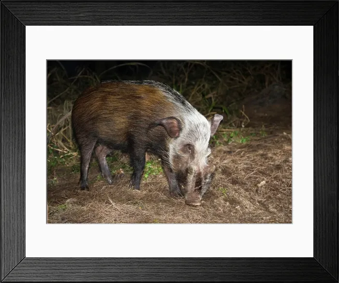 Framed Print : Bush Pig (Potamochoerus porcus) Framed Print : Bush Pig (Potamochoerus porcus)