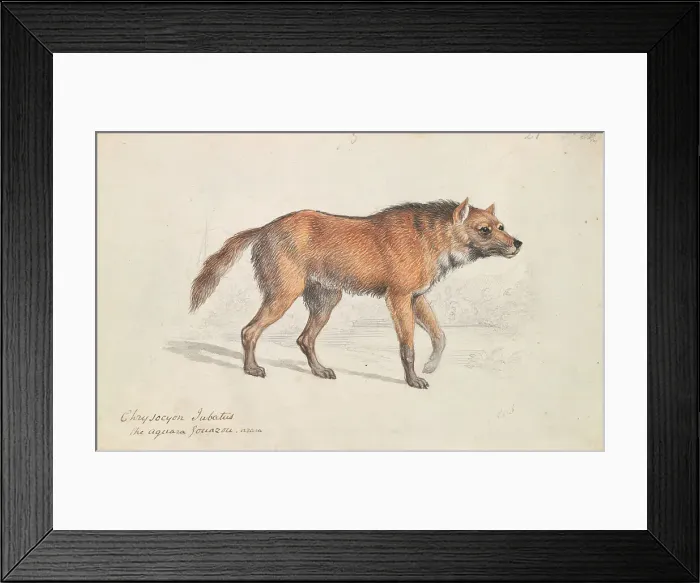 Framed Print : Maned Wolf Charles Hamilton Smith 1776-1859 Framed Print : Maned Wolf Charles Hamilton Smith 1776-1859
