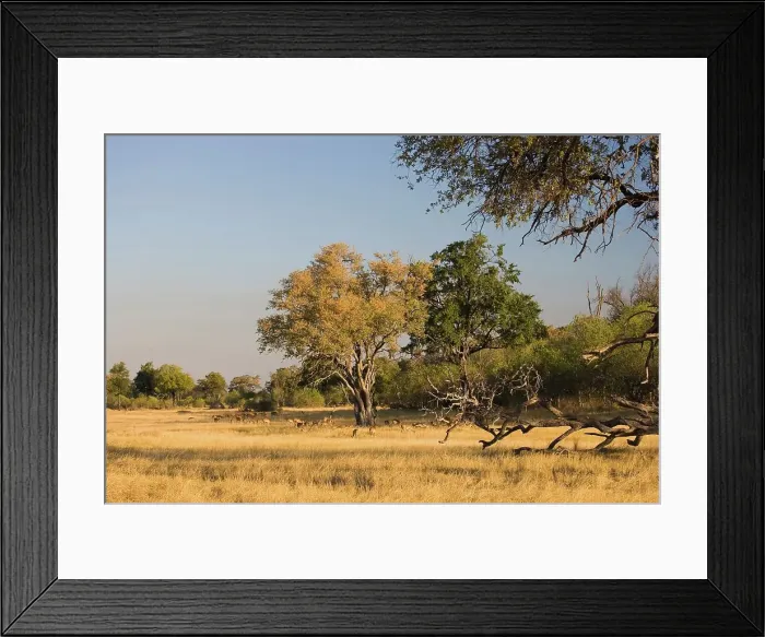 Framed Print : Impala (Aepyceros melampus) Moremi National Park Framed Print : Impala (Aepyceros melampus) Moremi National Park