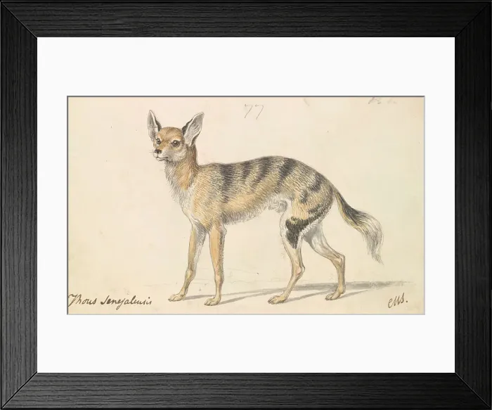 Framed Print : Senegalese Wolf Grey Jackal Charles Hamilton Smith Framed Print : Senegalese Wolf Grey Jackal Charles Hamilton Smith