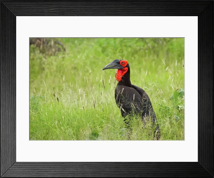 Framed Print : Ground Hornbill Bucorvus leadbeateri} Framed Print : Ground Hornbill Bucorvus leadbeateri}