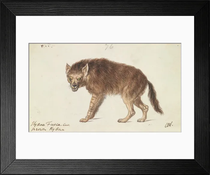 Framed Print : Brown Hyena Charles Hamilton Smith 1776-1859 Framed Print : Brown Hyena Charles Hamilton Smith 1776-1859