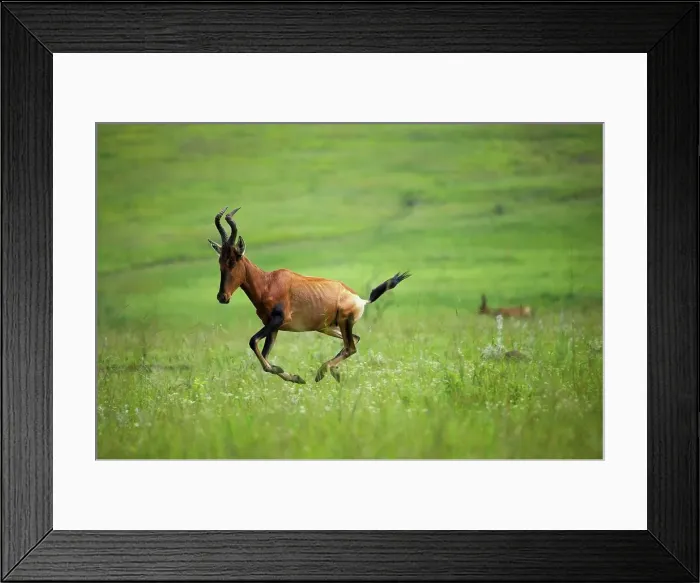 Framed Print : Red Hartebeest (Alcelaphus Buselaphus) running Framed Print : Red Hartebeest (Alcelaphus Buselaphus) running