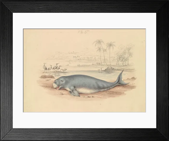 Framed Print : Dugong James Stewart 1791-1863 British Ca 1837