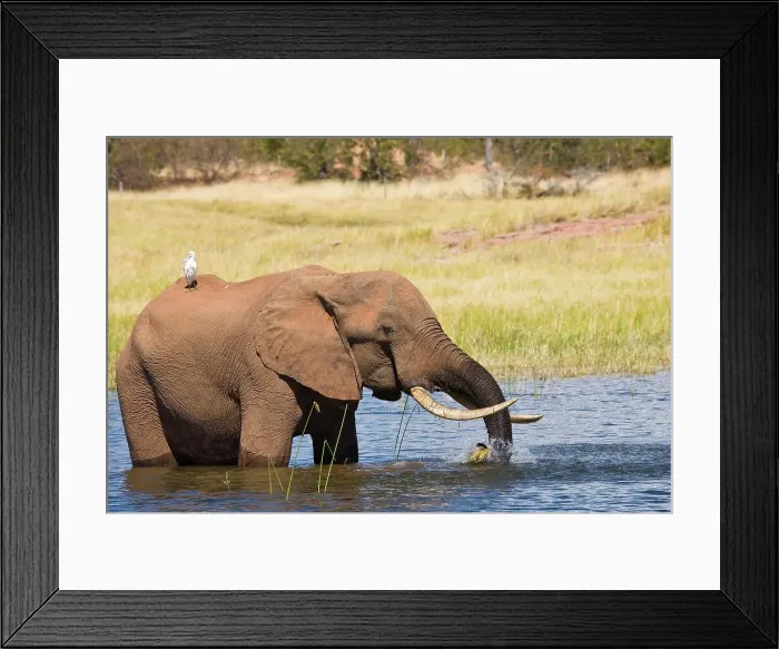 Framed Print : African Elephant Loxodonta Africana} Framed Print : African Elephant Loxodonta Africana}