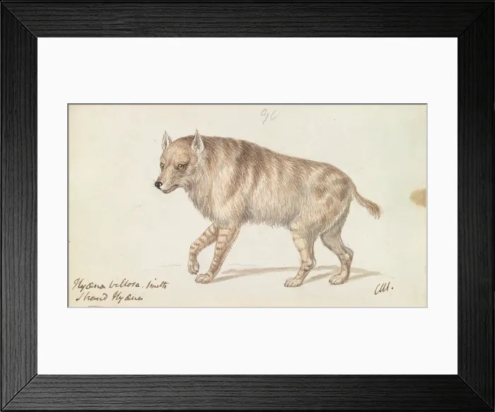 Framed Print : Strand Hyaena Charles Hamilton Smith 1776-1859 Framed Print : Strand Hyaena Charles Hamilton Smith 1776-1859