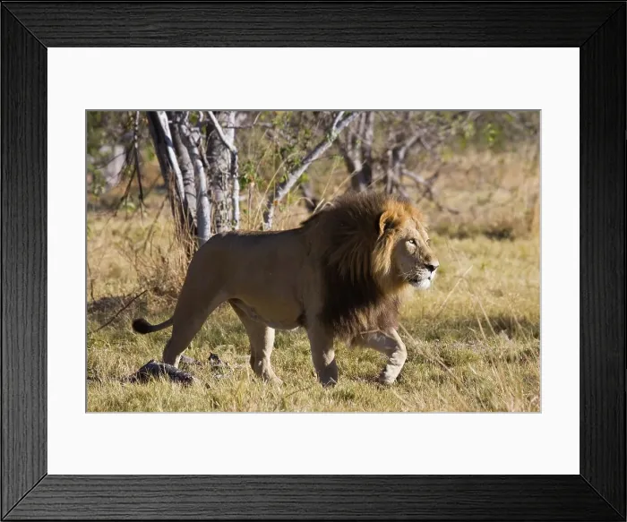 Framed Print : Lion (Panthera leo). Moremi National Park Framed Print : Lion (Panthera leo). Moremi National Park