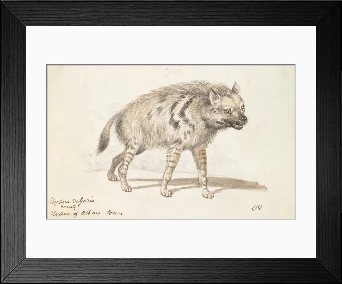 Framed Print : Hyena Albara Charles Hamilton Smith 1776-1859 Framed Print : Hyena Albara Charles Hamilton Smith 1776-1859