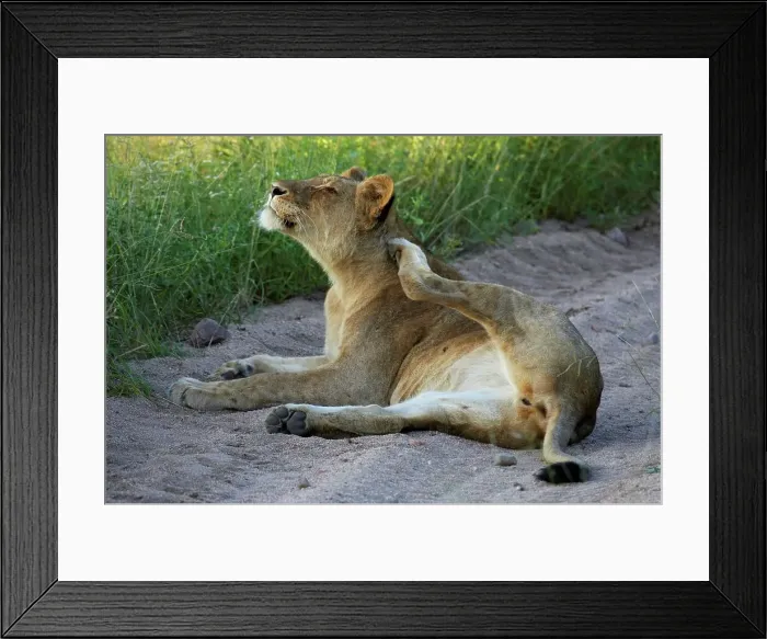 Framed Print : Lioness (Panthera leo) scratching itself