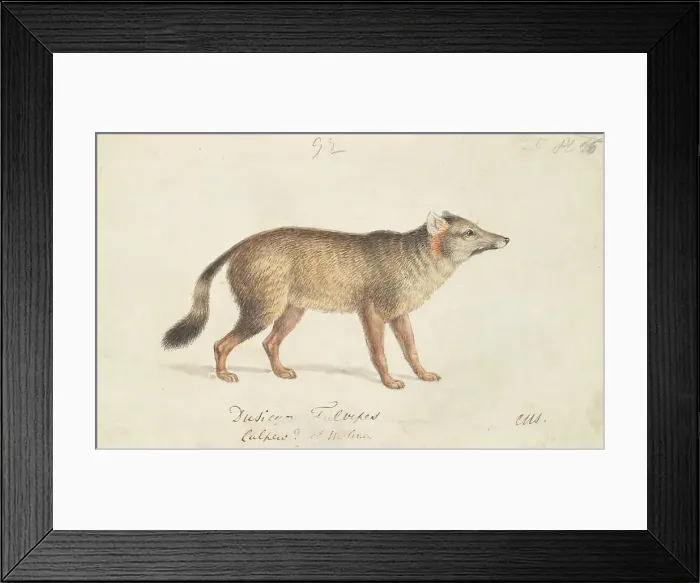 Framed Print : Dun-Footed Aguara-Dog Charles Hamilton Smith Framed Print : Dun-Footed Aguara-Dog Charles Hamilton Smith