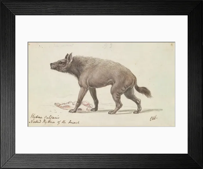 Framed Print : Naked Hyaena Deserts Nubia Charles Hamilton Smith Framed Print : Naked Hyaena Deserts Nubia Charles Hamilton Smith