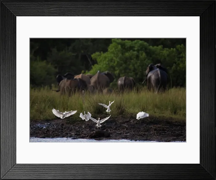 Framed Print : Cattle Egret (Bubulcus ibis) with Elephant (loxodonta africana) in background. Lower Zambezi National Park. Zambia Framed Print : Cattle Egret (Bubulcus ibis) with Elephant (loxodonta africana) in background. Lower Zambezi National Park. Zambia