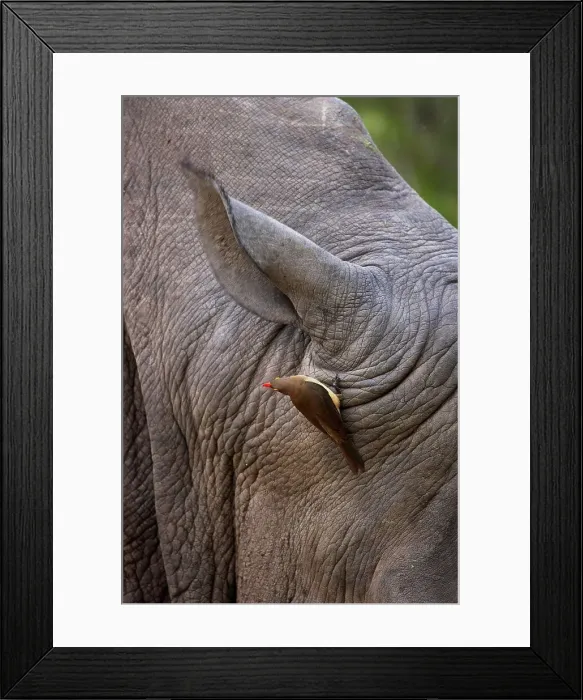 Framed Print : White Rhino (Ceratotherium simum) with redbilled oxpecker (Buphagus erythrorhynchus)
