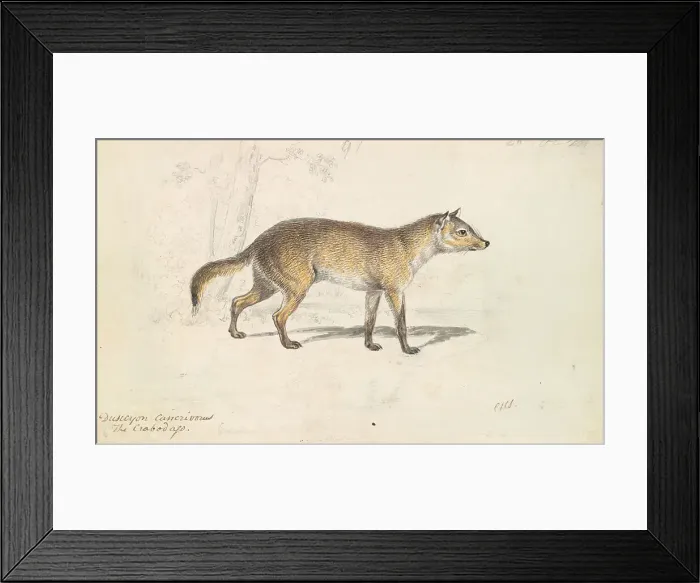 Framed Print : Crabodago Aguara Fox Charles Hamilton Smith 1776-1859 Framed Print : Crabodago Aguara Fox Charles Hamilton Smith 1776-1859