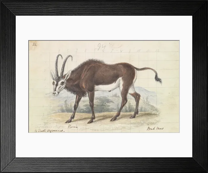 Framed Print : Sable Antelope Charles Hamilton Smith 1776-1859 Framed Print : Sable Antelope Charles Hamilton Smith 1776-1859