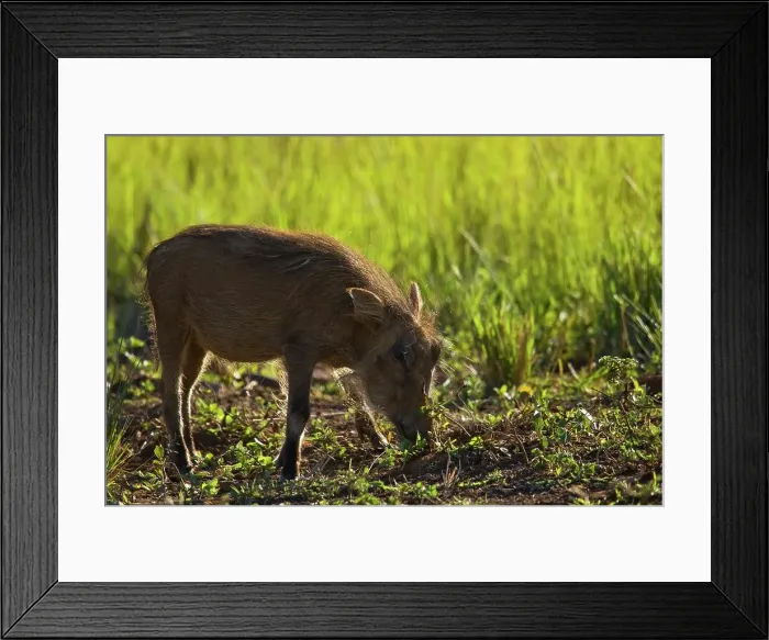 Framed Print : Warthog (Phacochoerus aethiopicus) Framed Print : Warthog (Phacochoerus aethiopicus)