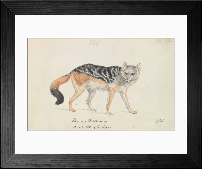 Framed Print : Black-backed Jackal Charles Hamilton Smith 1776-1859 Framed Print : Black-backed Jackal Charles Hamilton Smith 1776-1859