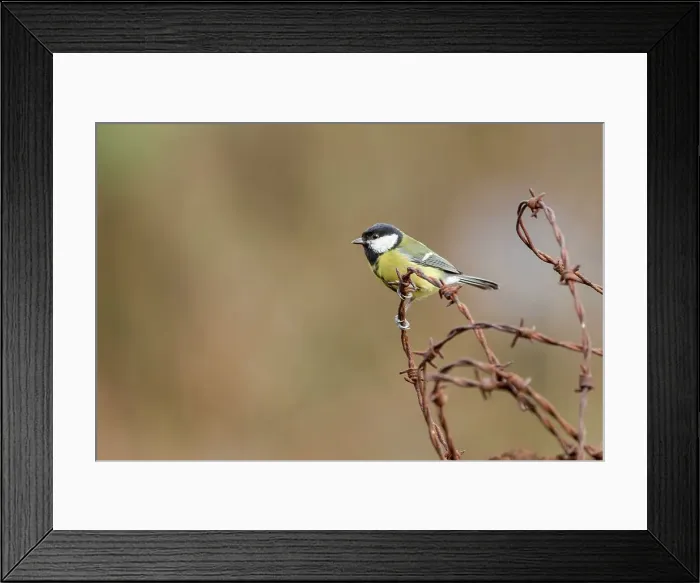 Framed Print : England, Norfolk, GT Tit (Parus Major) perching on barbed wire