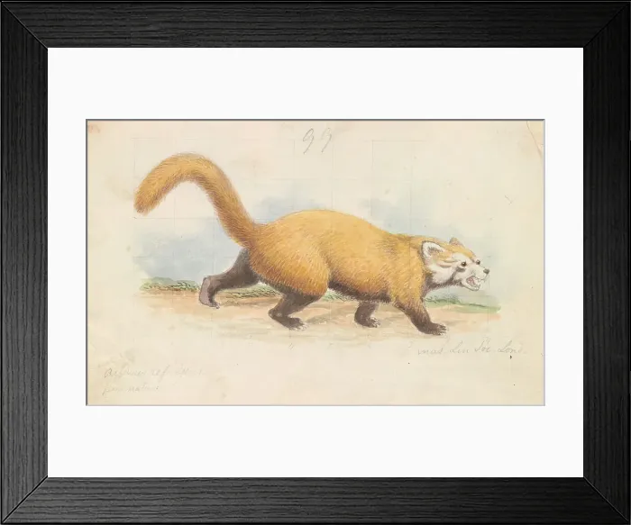 Framed Print : Red Panda Charles Hamilton Smith 1776-1859 Framed Print : Red Panda Charles Hamilton Smith 1776-1859